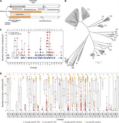 Telomere Roles in Fungal Genome Evolution and Adaptation